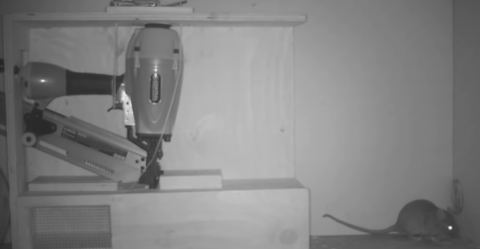 Redneck Engineer Makes A Nail Gun Mouse Trap