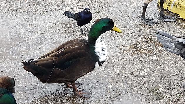 There&#8217;s A Duck At The Park With A Fishing Hook In Its Mouth