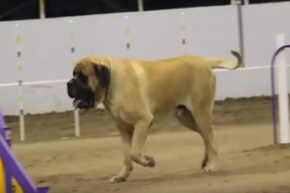 Giant Mastiff Takes to the Agility Course With Style