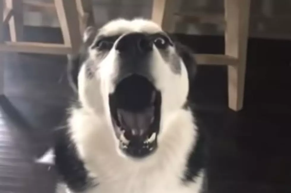 Husky Argues With Owner About Who Made The Mess