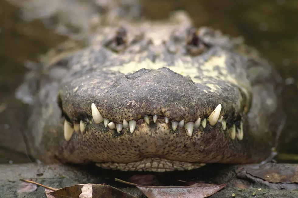 WARNING: Flushing Drugs Down The Toilet Could Be Creating Meth Gators!