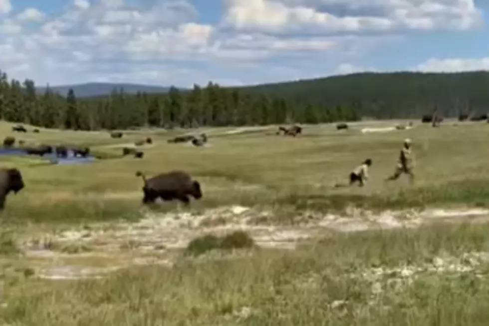 Woman Plays Dead to Escape Buffalo Attack