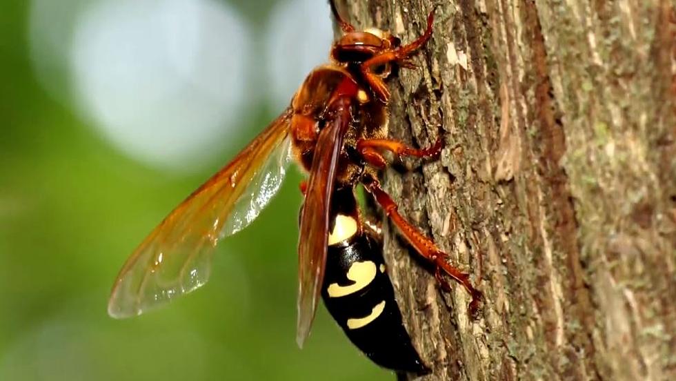 Your Back Yard Isn’t Full Of Hornets, They’re Cicada Killers