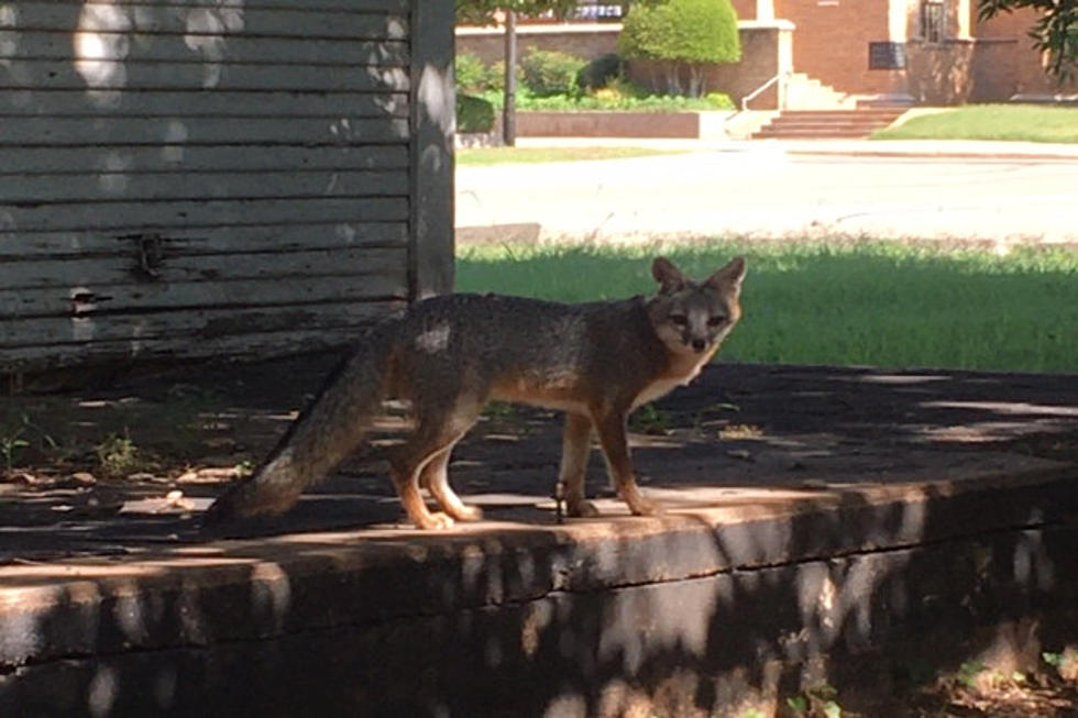 Grey Foxes Spotted In Downtown Lawton