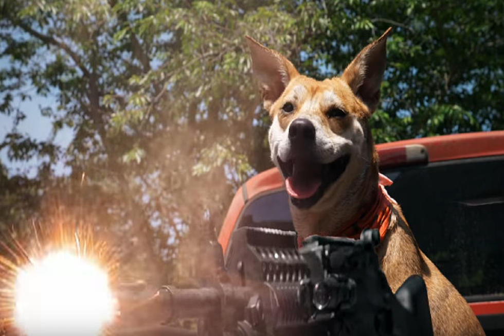 Guy Makes an Incredible Action Movie With His Dog