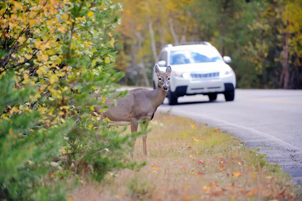 Deer Are Moving Into Traffic Early This Year