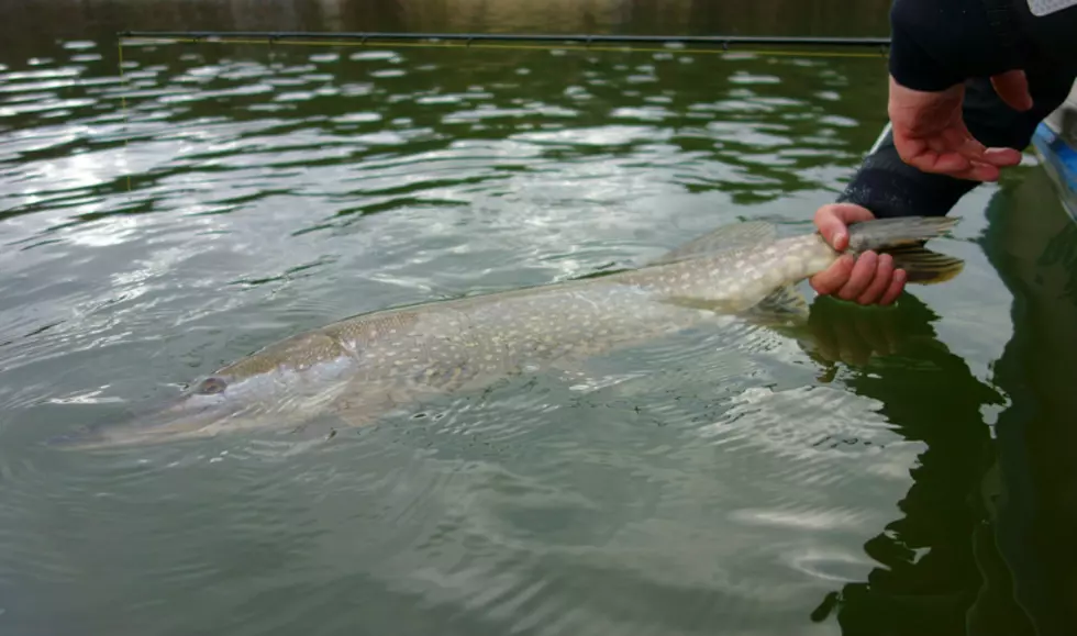 Where To Find Muskie In Oklahoma Lakes