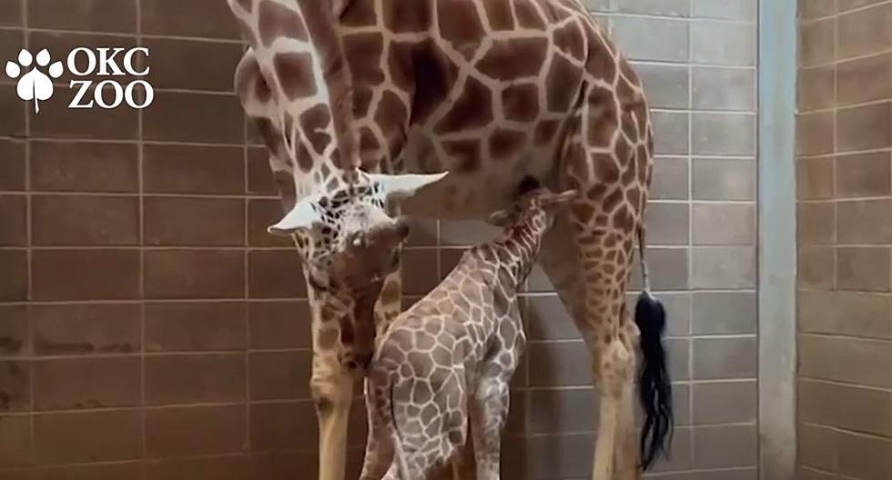 Oklahoma City Zoo Welcomes New Baby Giraffe!