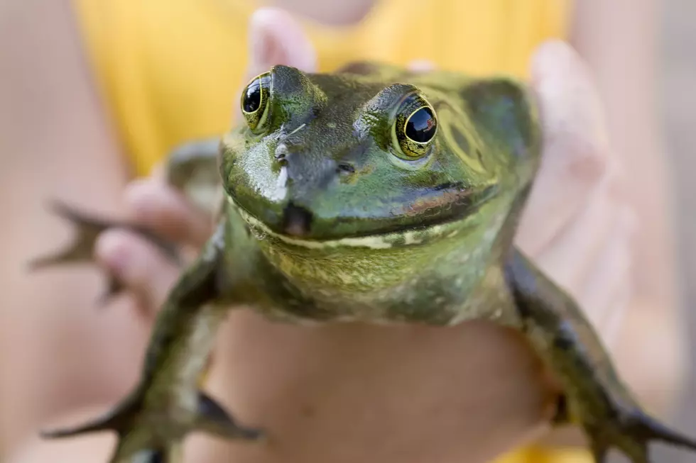 Fishing For Bullfrogs Is A Blast In SW Oklahoma