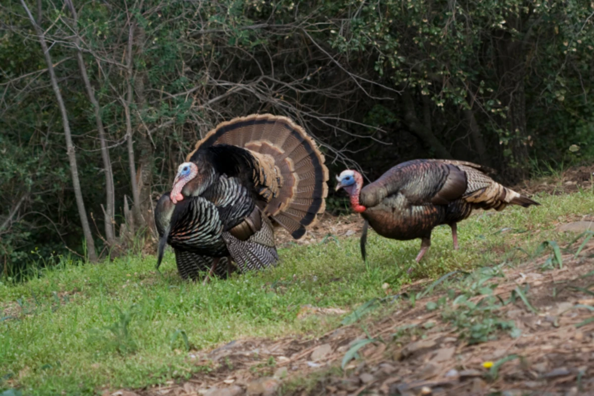 Spring Turkey Season in Oklahoma Delayed and Bag Limit Reduced Du