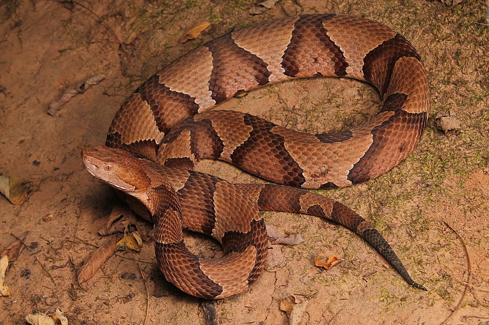 Reminder, It&#8217;s Still Copperhead Season In Oklahoma