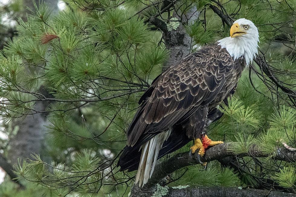 It&#8217;s Almost Bald Eagle Season In Southwest Oklahoma