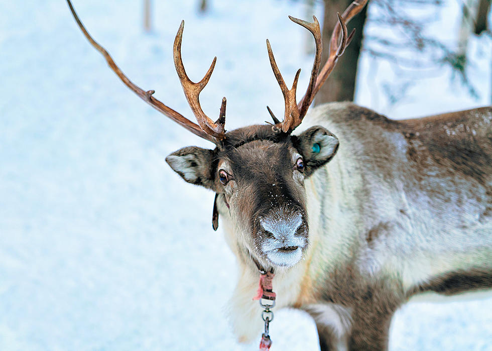 Oklahoma Ranch Invites You to Meet Santa’s Reindeer