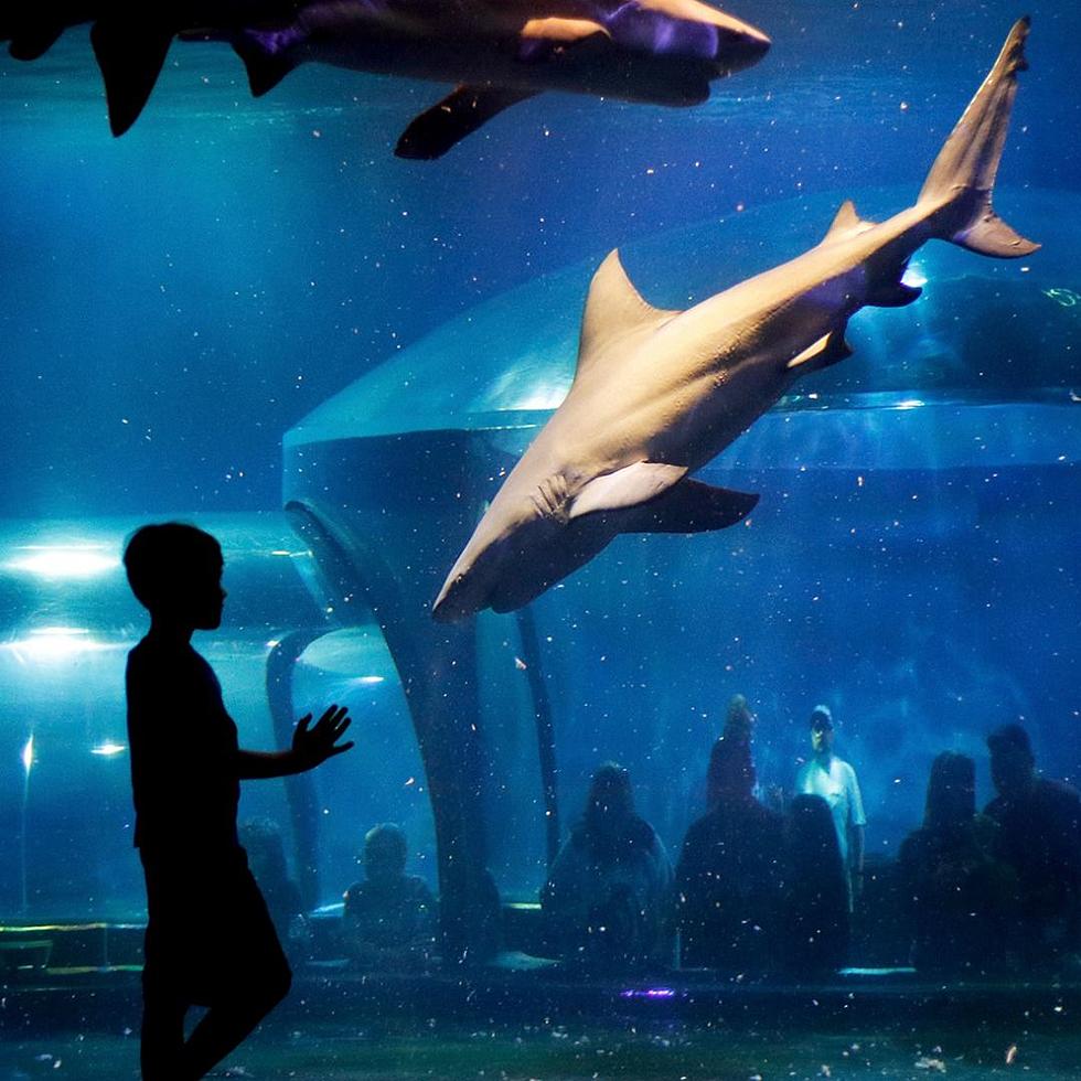Did You Know Oklahoma Has the Largest Collection of Bull Sharks in Captivity?