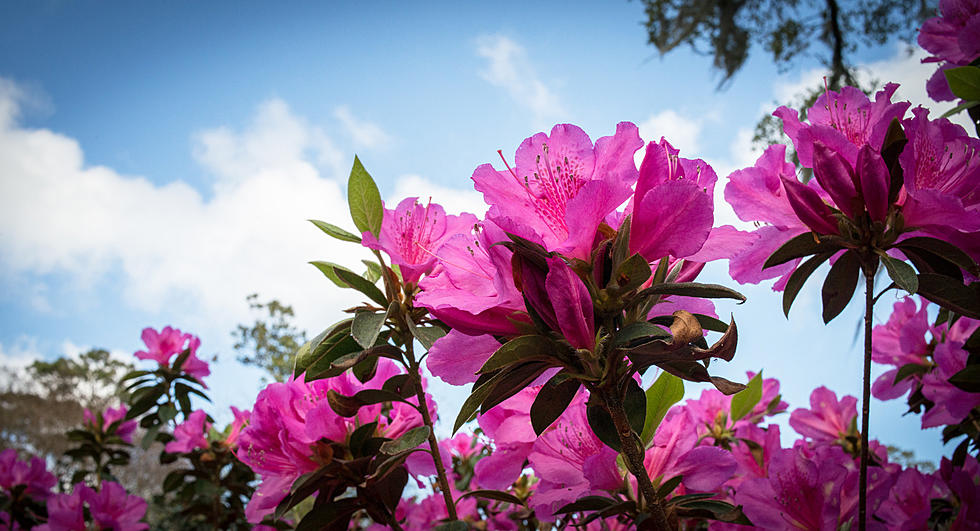 The Annual ‘Azalea Festival’ in Muskogee, OK. is Next Month!