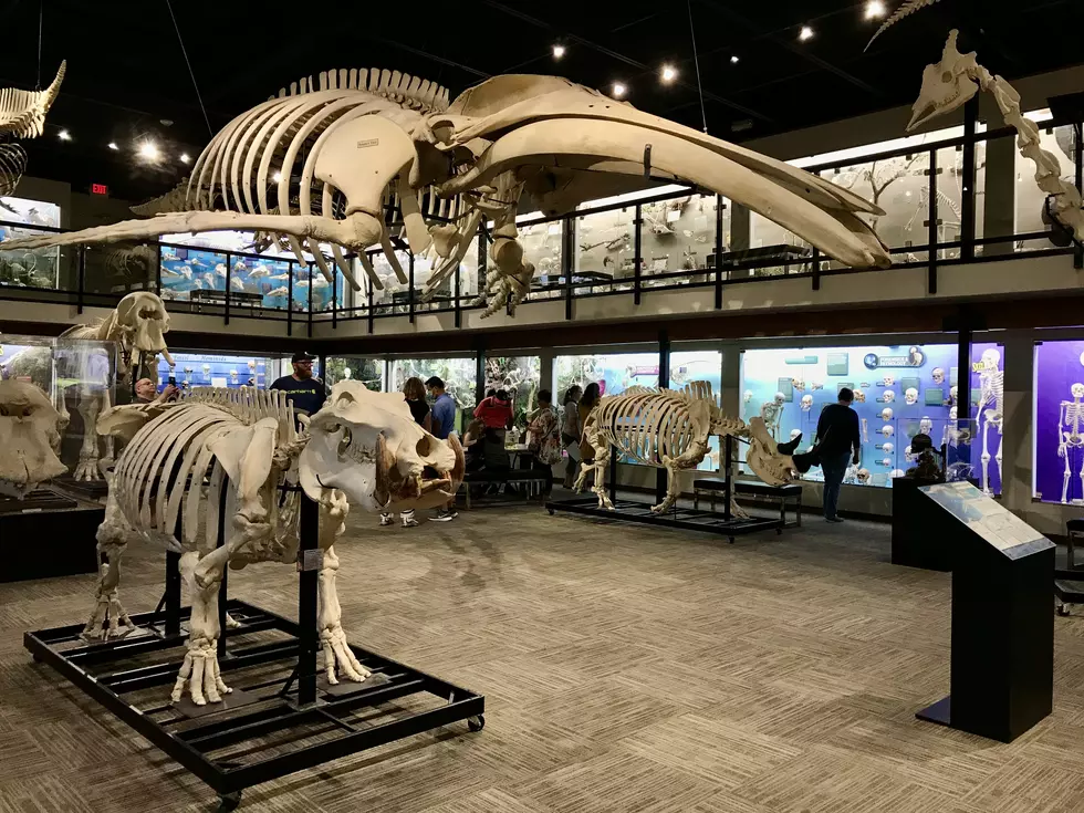 Museum of Osteology