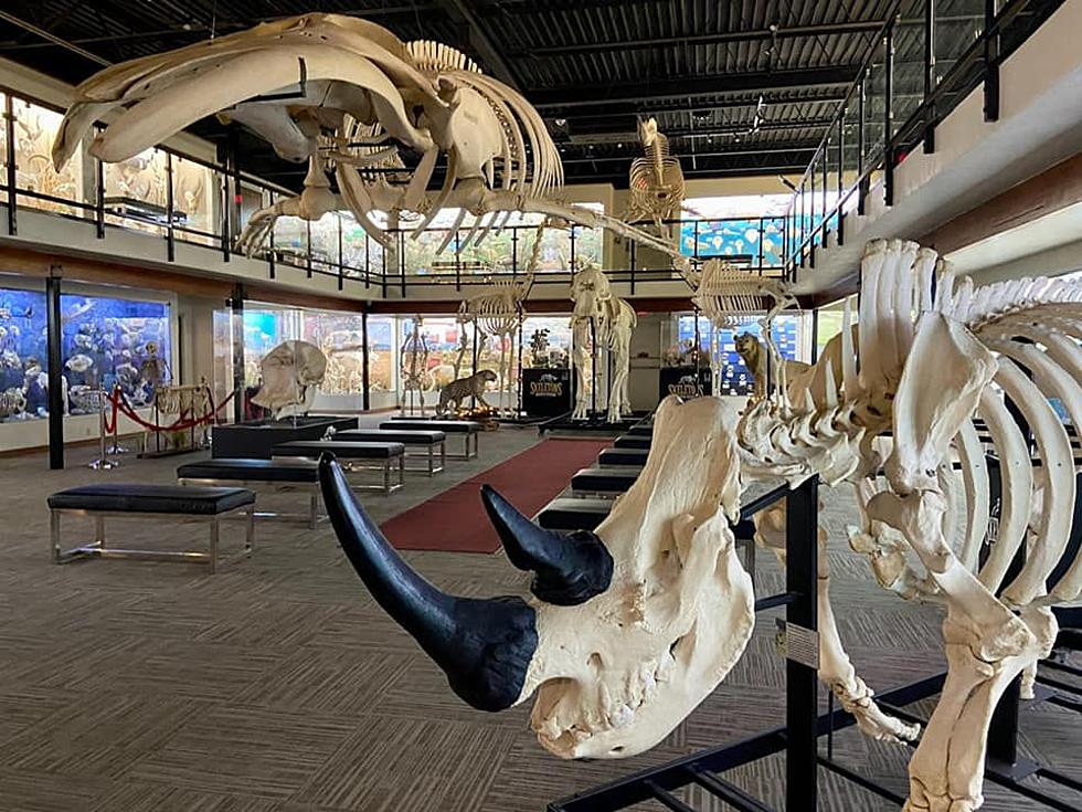 Every Oklahoman Should Visit The Bone Museum