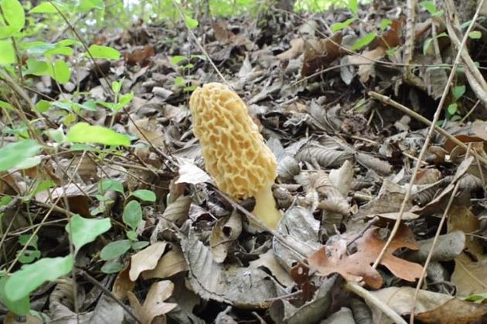 It’s Springtime in Oklahoma & That Means Morel Mushrooms