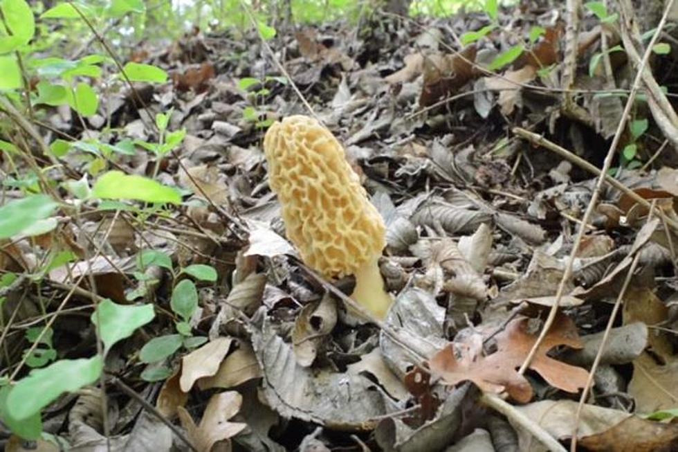 It&#8217;s Springtime in Oklahoma &#038; That Means Morel Mushrooms