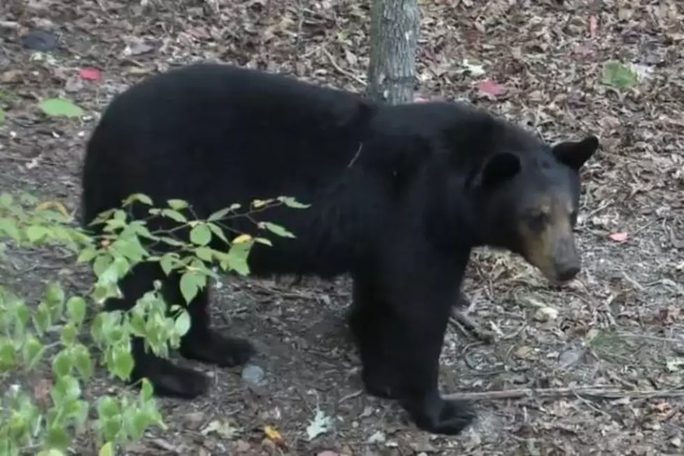 Beware of Bears this Summer in Oklahoma!