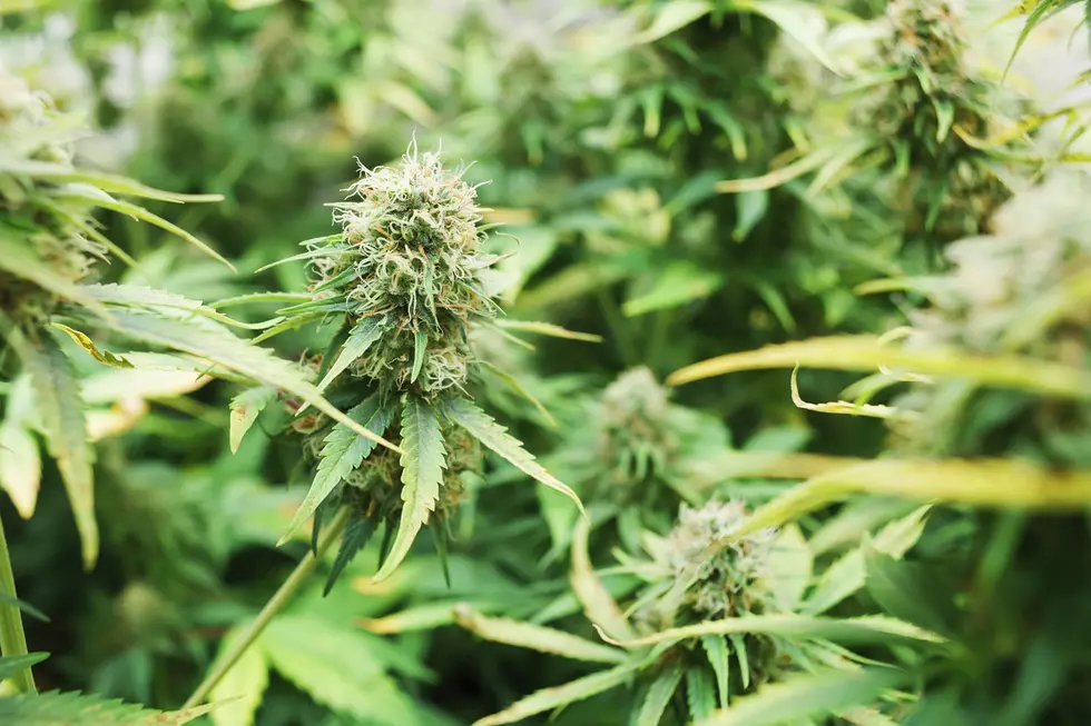 Oklahoma Now Collecting Signatures to Legalize Recreational Marijuana