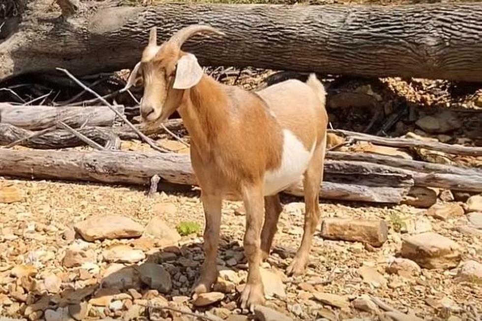 Visit This Island in Oklahoma That’s Inhabited by Friendly Goats