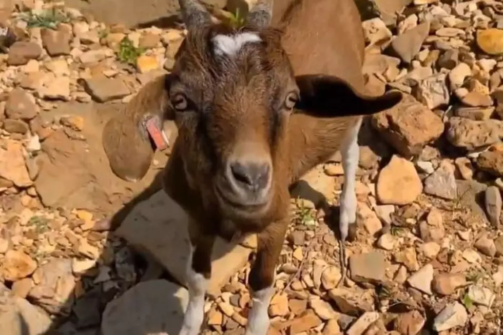 Visit Oklahoma’s ‘Goat Island’ for an Unforgettable Vacation!