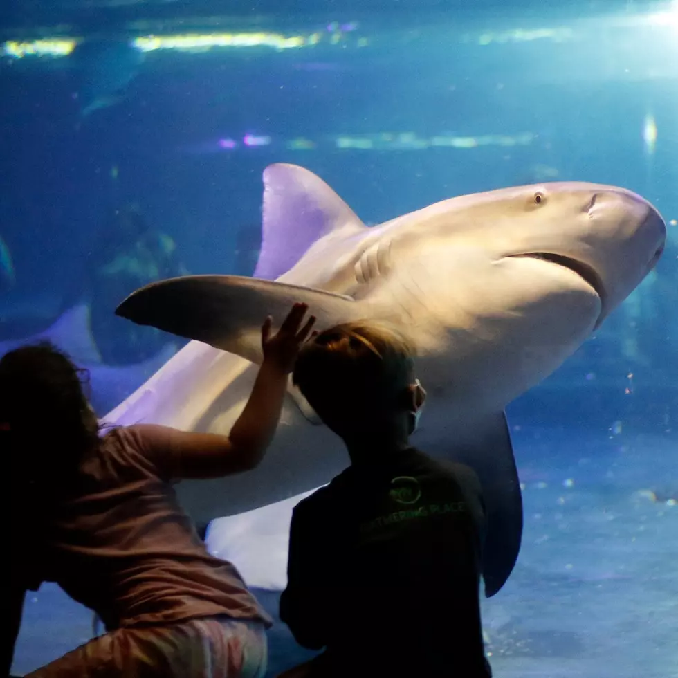 Facebook.com- Oklahoma Aquarium