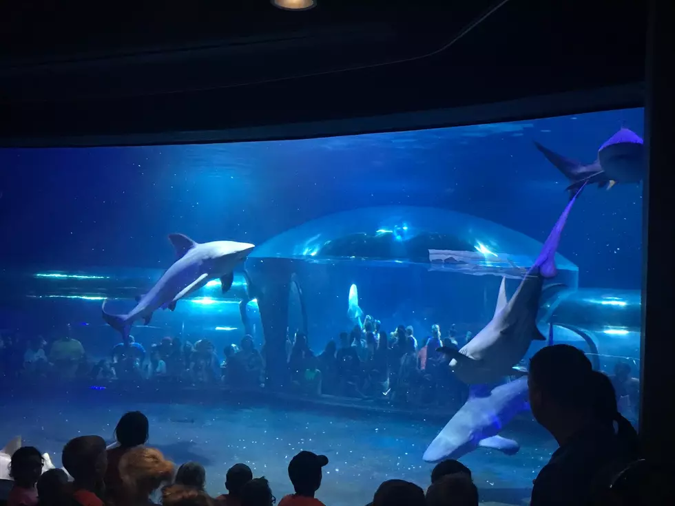 Facebook.com- Oklahoma Aquarium