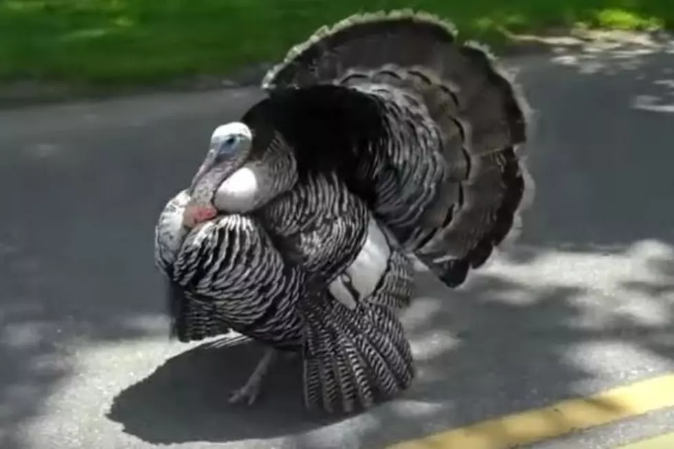 Oklahoma Beware of Wild Turkey Attacks This Thanksgiving