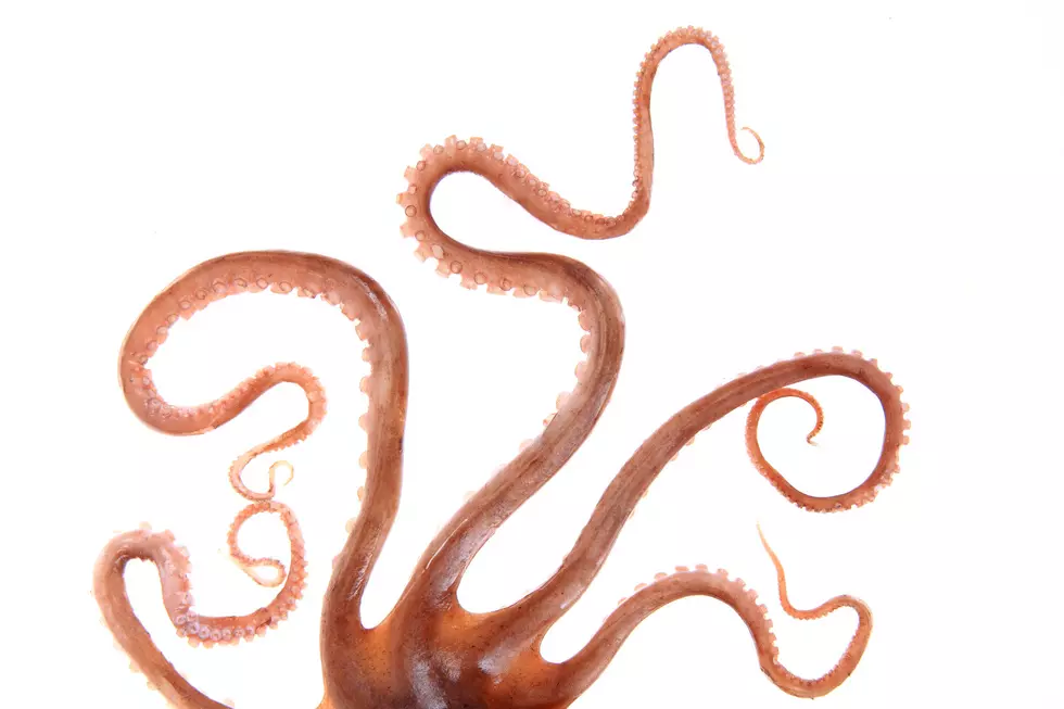 Beware of the Dreaded Oklahoma Octopus Lurking in these Sooner State Lakes
