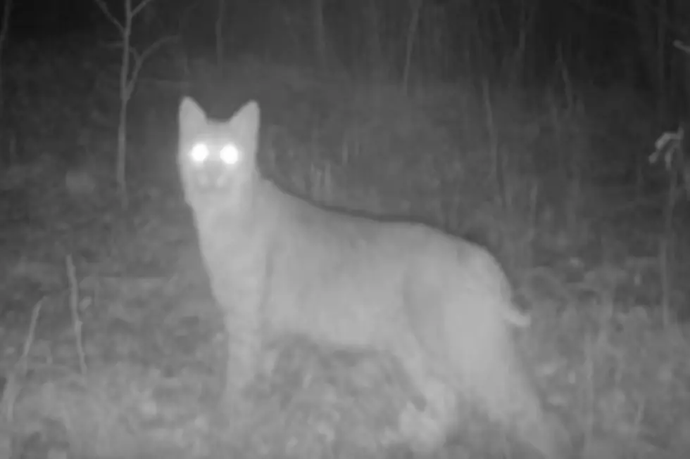 This Oklahoma Trail Cam Has Captured Every Imaginable Kind of Wildlife