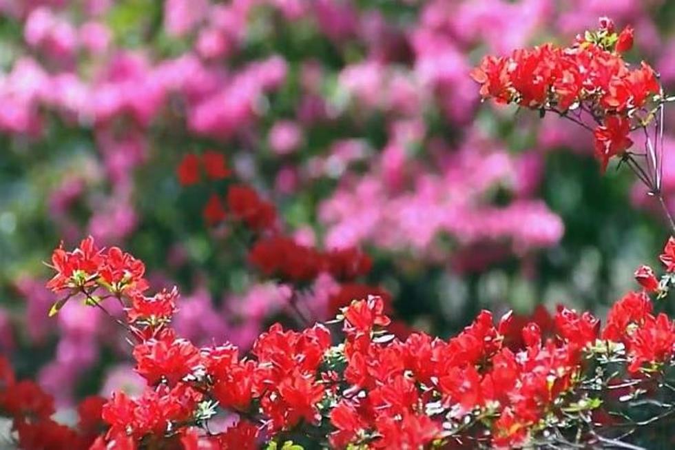 The Annual Oklahoma Azalea Festival is Coming Up