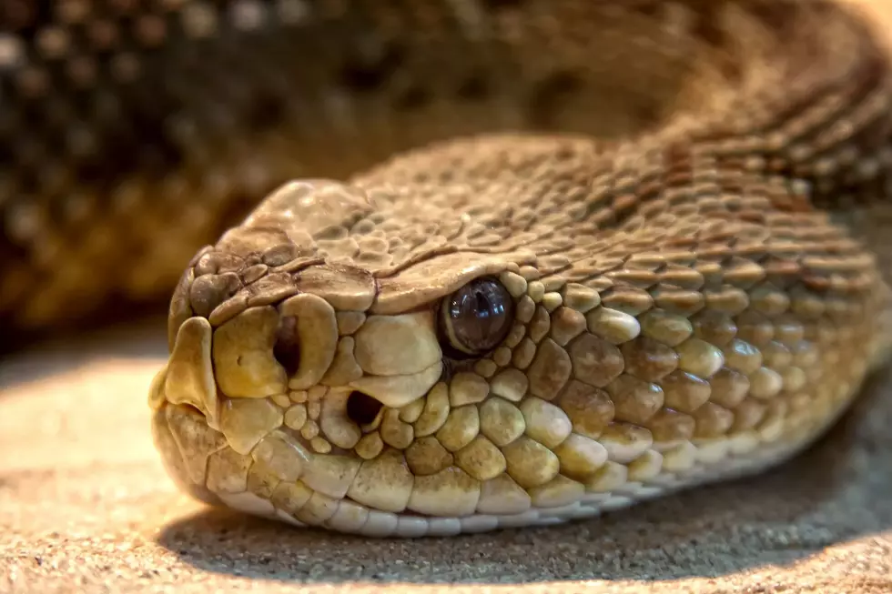 Which Part of Oklahoma has the Most Snakes? This Might Surprise You