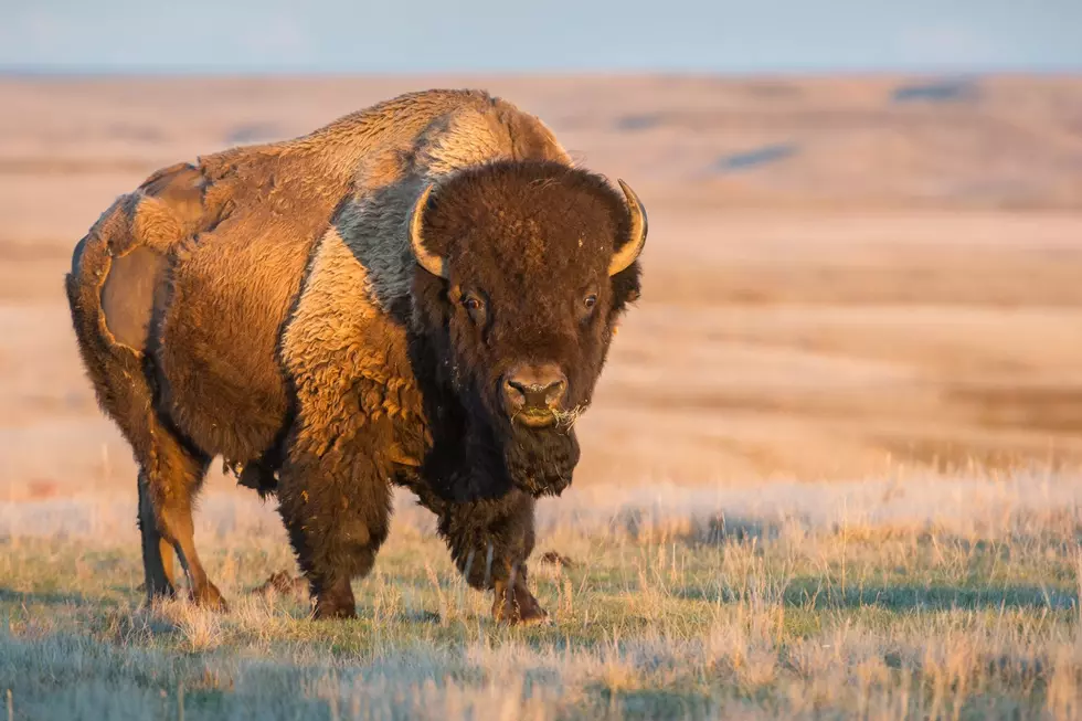 Don’t Remind Oklahoma Tourists to Stay Away from Bison