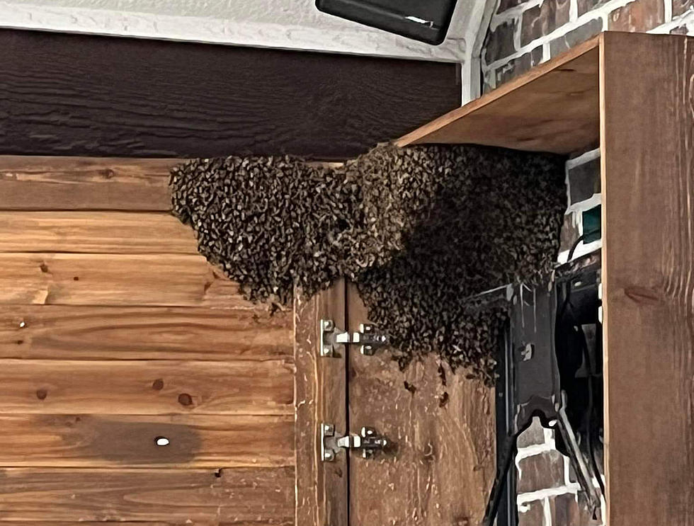 It’s Bee Swarm Season in Oklahoma, Here’s How to Deal With One