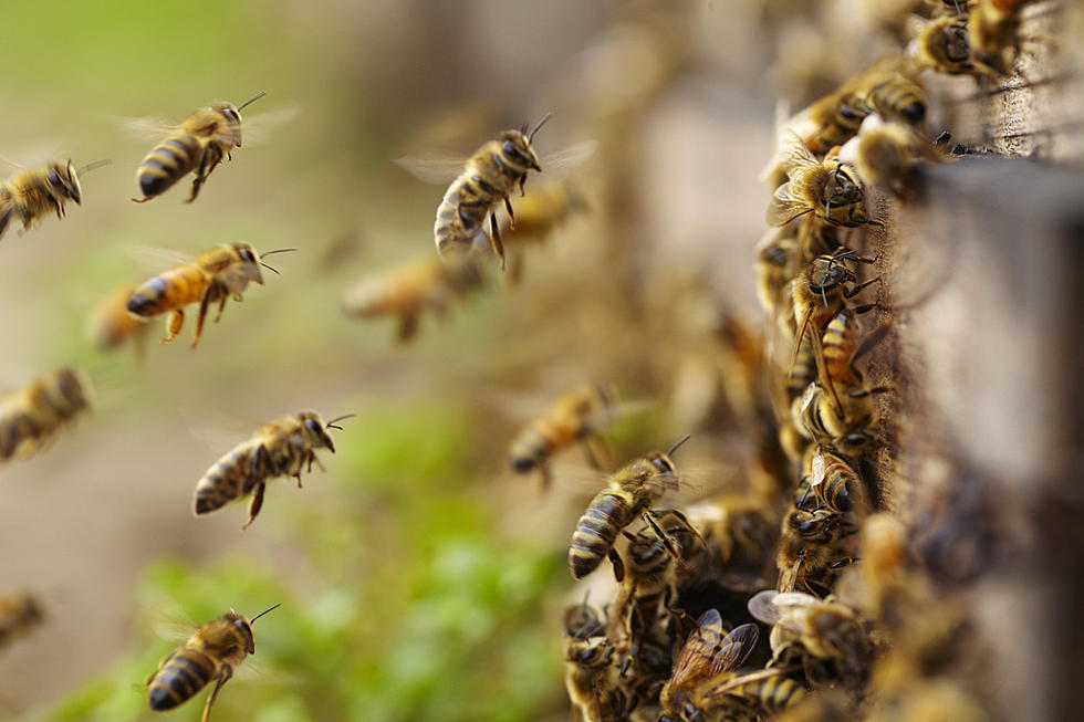 Oklahoma Man Survives Killer Bee Attack