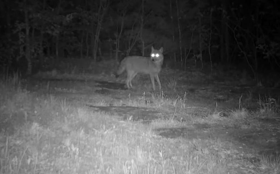 Oklahoma Trail Cam Captures Amazing Footage of Sooner State Wildlife in Action