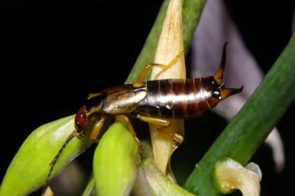 How to Fight Back and Win the War Against Oklahoma Earwigs AKA the Pincher Bug