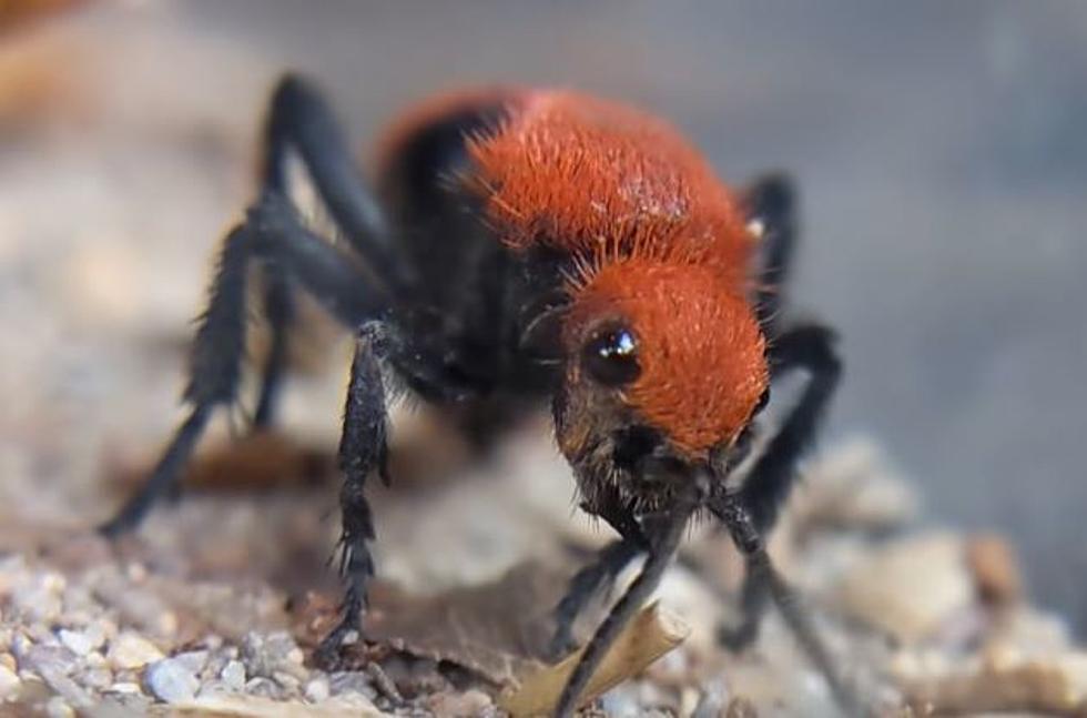 It’s Summer in Oklahoma so Beware of the Velvet Ant AKA Cow Killer or You’ll be Sorry