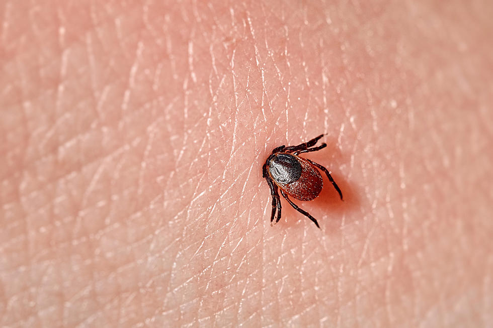 With Hot Temps and Recent Rains, Ticks are Coming Out All Over Oklahoma