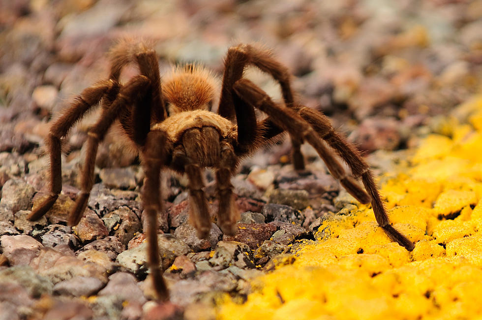 Oklahoma&#8217;s Annual Tarantula Invasion is Underway