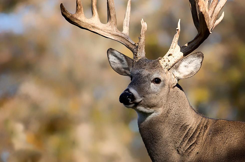Oklahoma Hunter Snags a One-of-a-Kind Buck