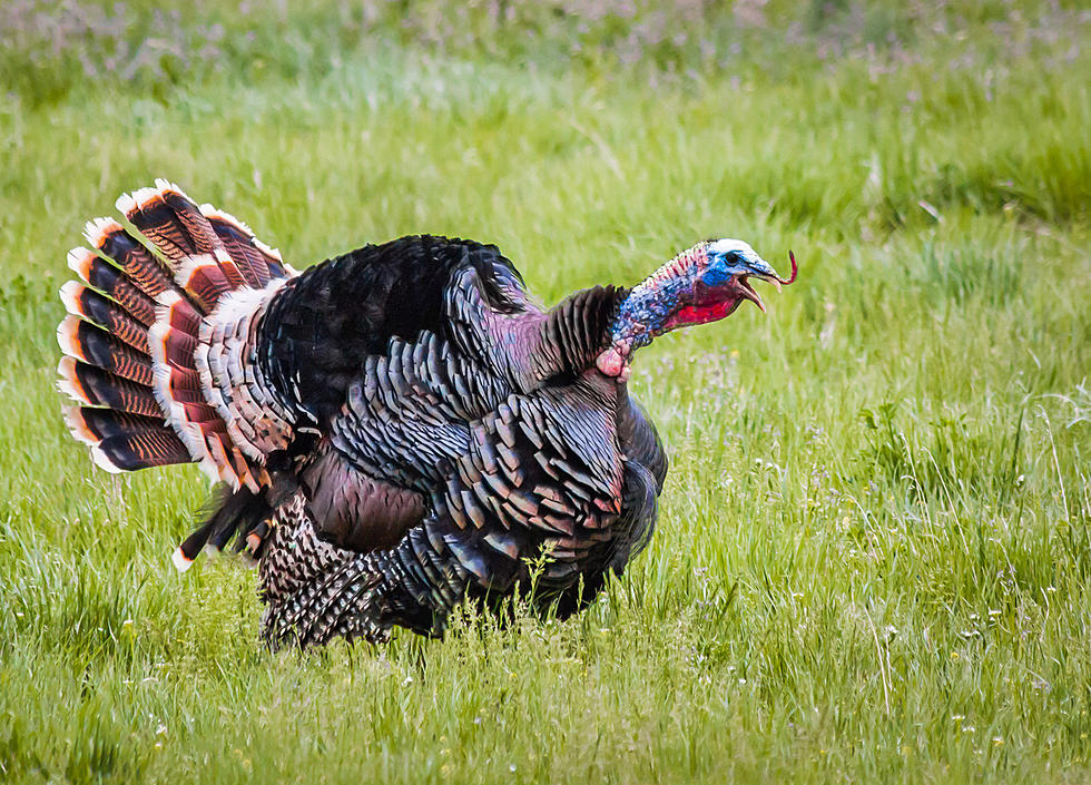 A Warning to Oklahoma- Beware of Wild Turkey Attacks This Thanksgiving