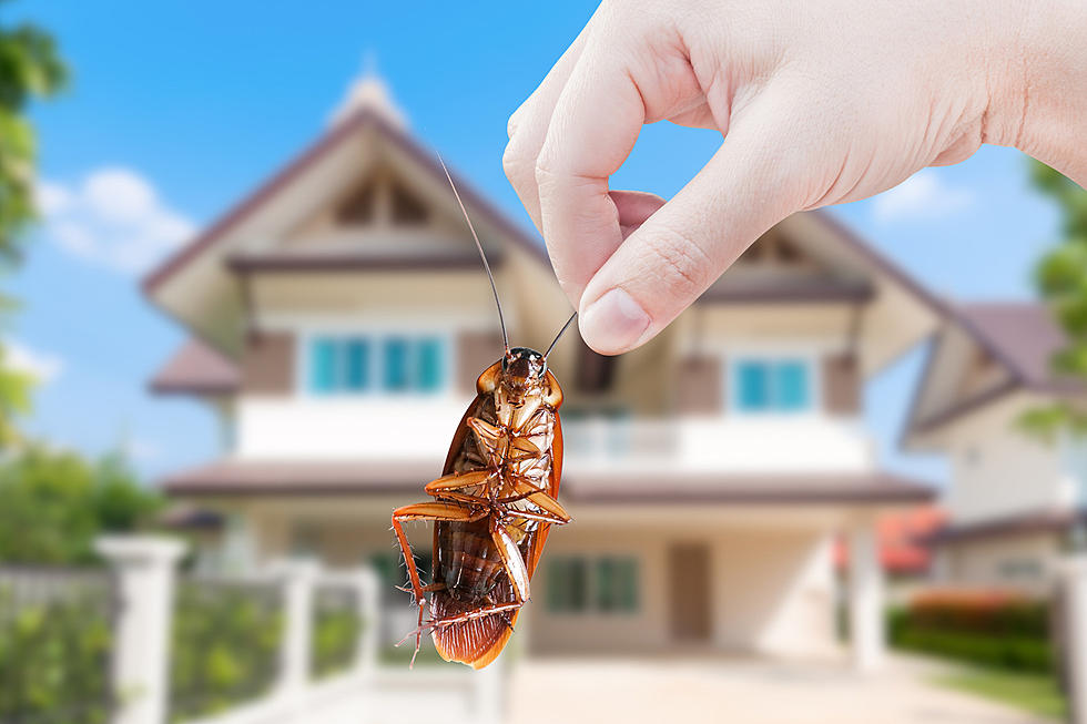 This City in Oklahoma Ranks in the Top 10 Most Roach Infested Places in the Nation