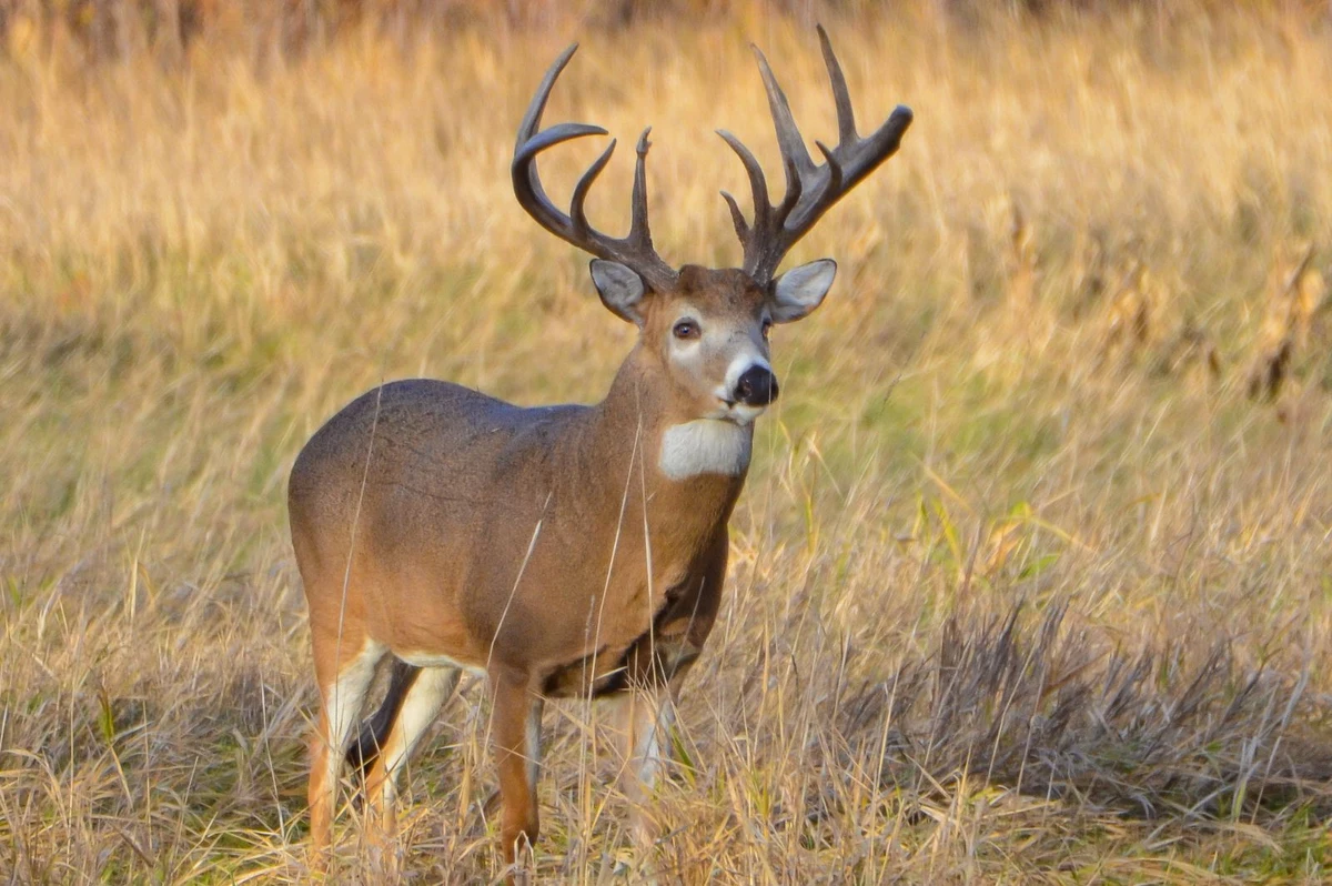 Oklahoma Rut Report Deer Hunting Will Be Good Over Thanksgiving