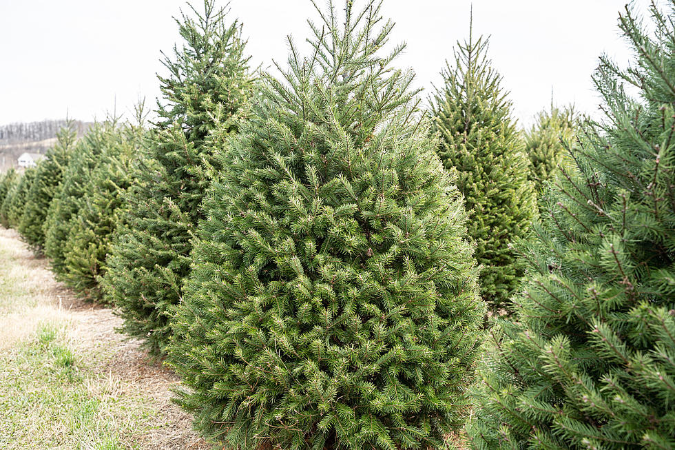 Get Into The Holiday Spirit at This Oklahoma Christmas Tree Farm