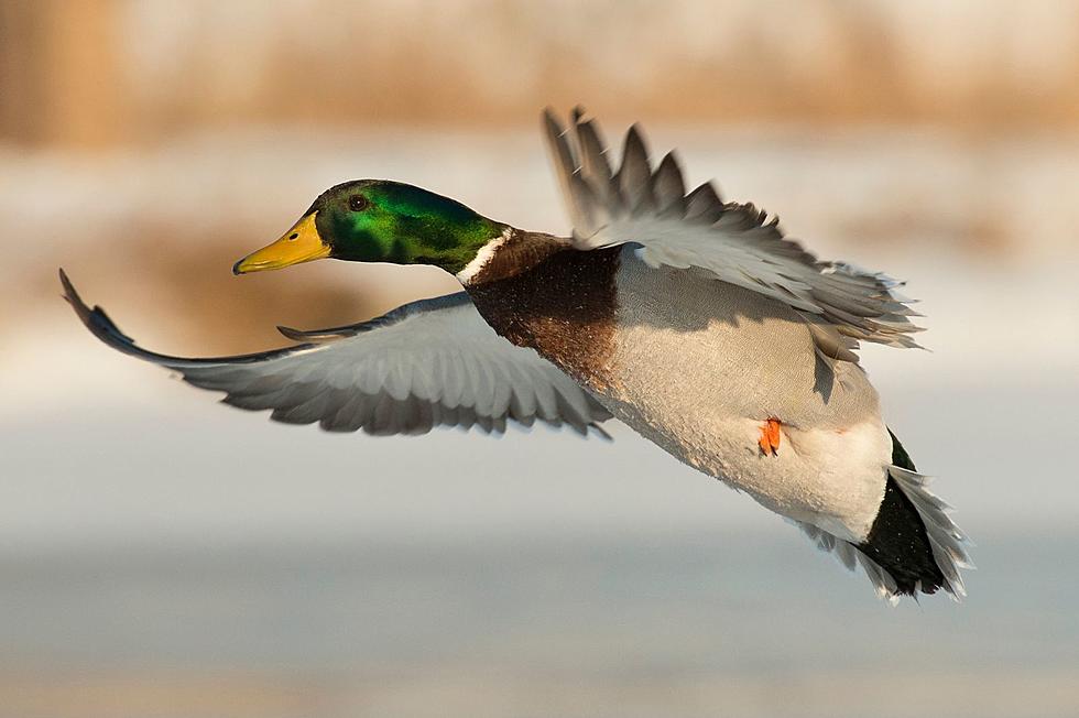 Oklahoma is the Fastest Growing Duck Hunting State in the Nation