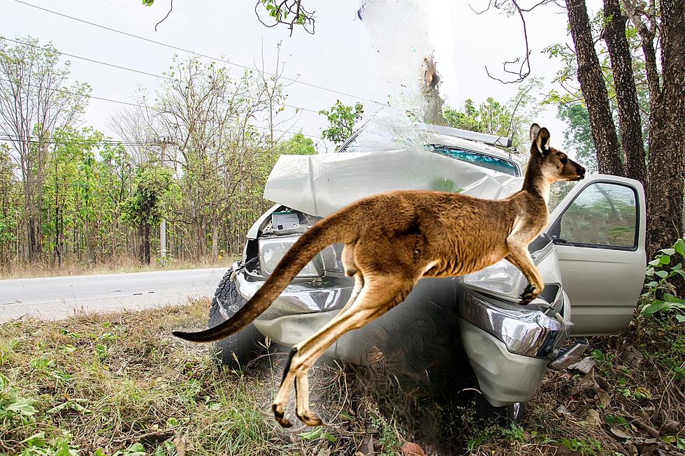 Not A Deer, One Oklahoma Driver Hit A Kangaroo On A County Road