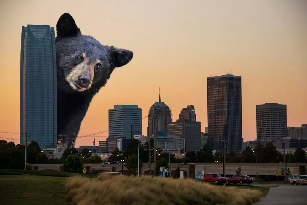 Wild Bear Sighted Just Outside the Oklahoma City Metro